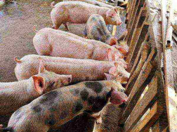 how to raise piglets for meat at home