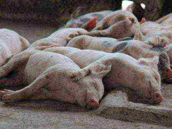 how to raise piglets for meat at home