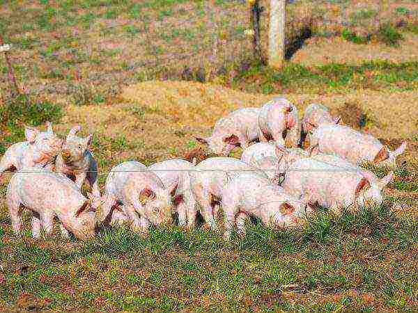 kung paano magtaas ng mga piglet para sa karne sa bahay