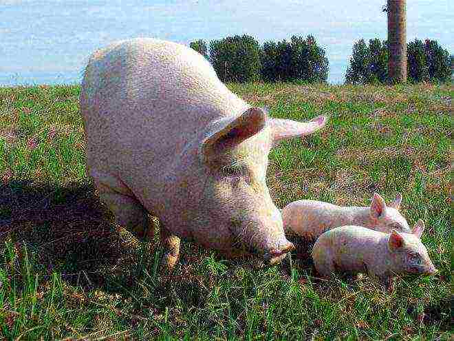 how to raise piglets for meat at home