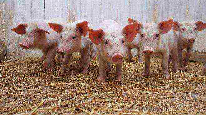 how to raise piglets for meat at home