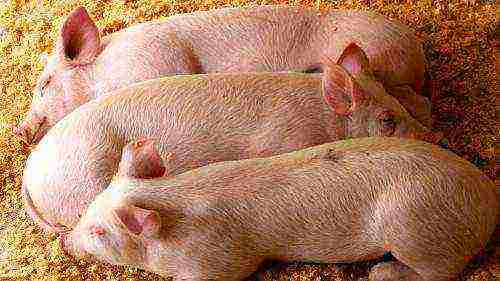 how to raise piglets for meat at home