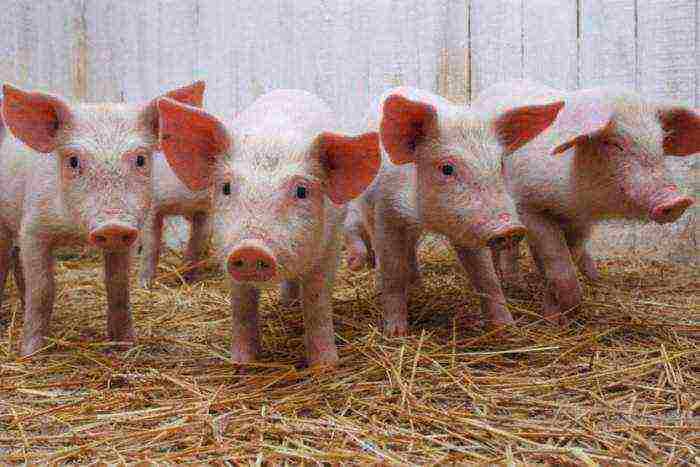 how to raise piglets at home from 1 month