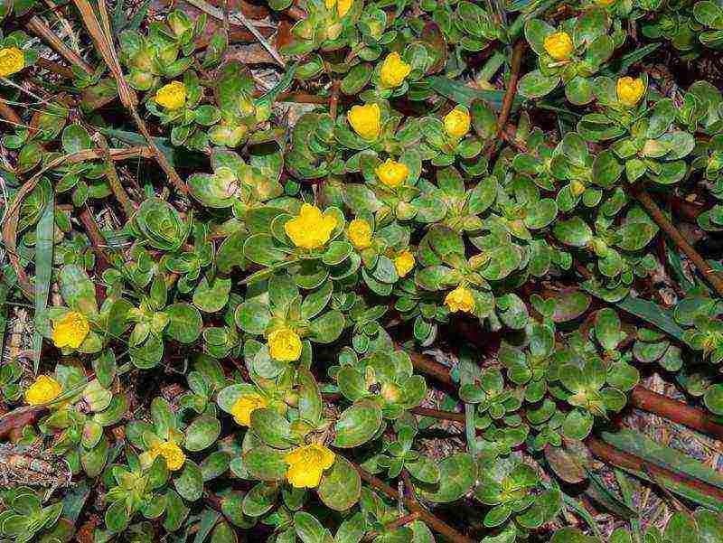 how to grow purslane from seeds at home