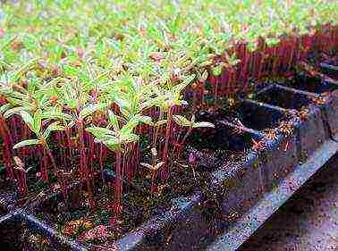 kung paano mapalago ang purslane mula sa mga binhi sa bahay