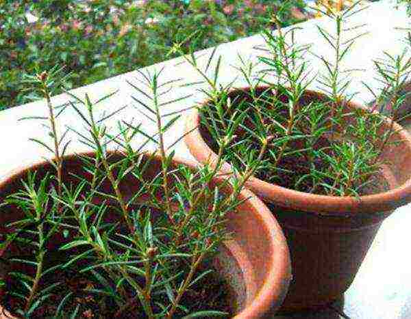 how to grow purslane from seeds at home