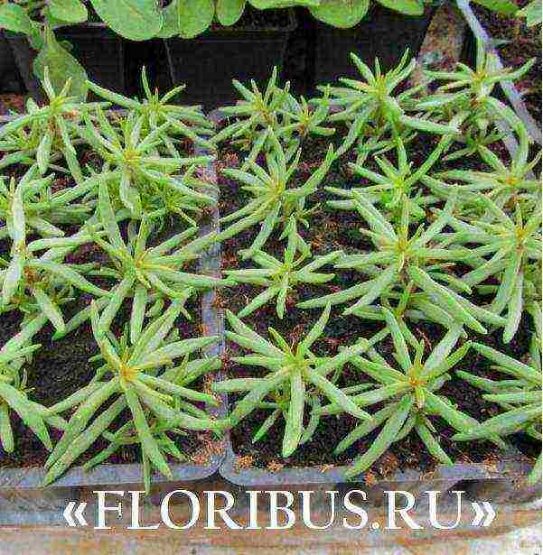 how to grow purslane from seeds at home