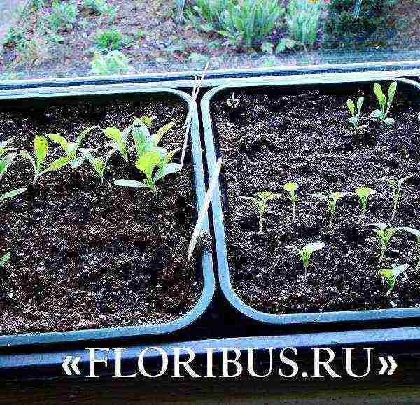 how to grow purslane from seeds at home