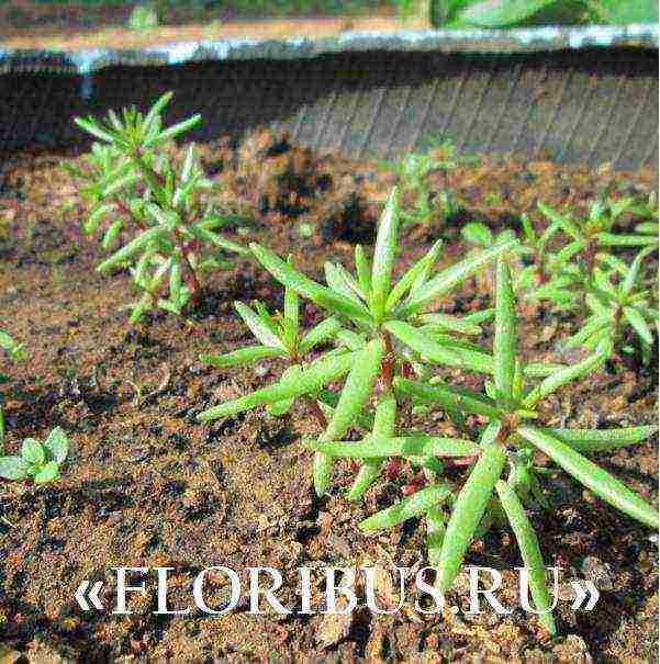 how to grow purslane from seeds at home