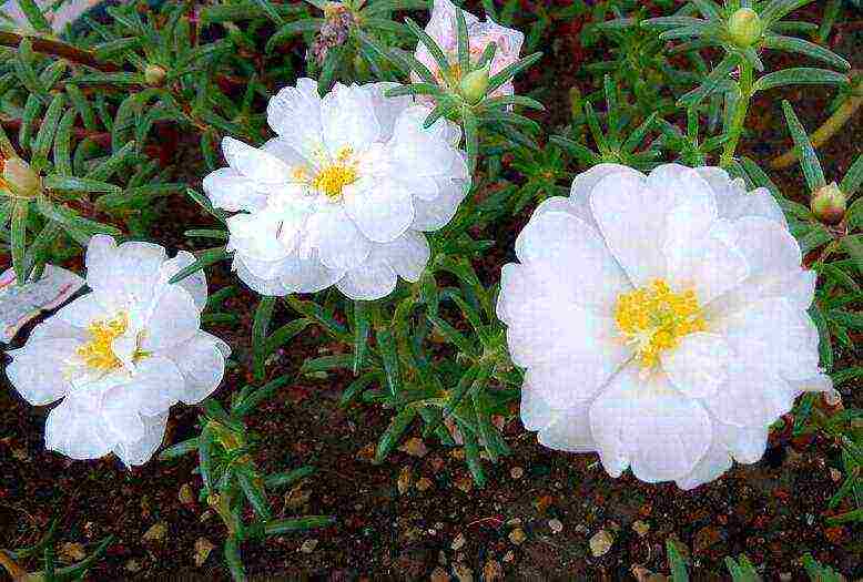 kung paano mapalago ang purslane mula sa mga binhi sa bahay