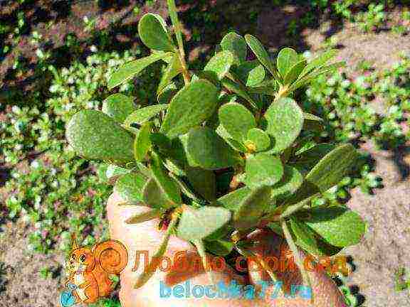 how to grow purslane from seeds at home