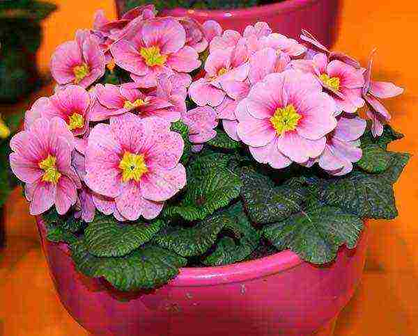 how to grow primrose at home