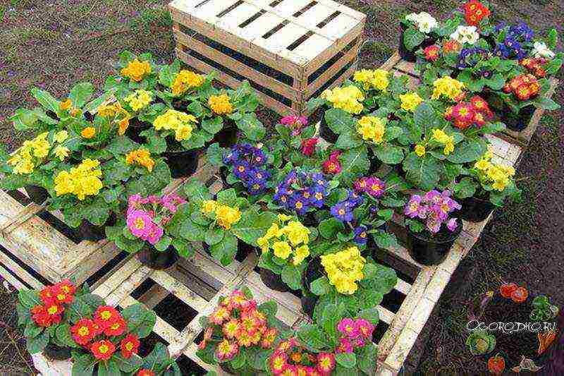 how to grow primrose at home