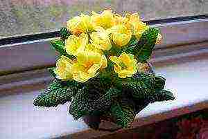 how to grow primrose at home