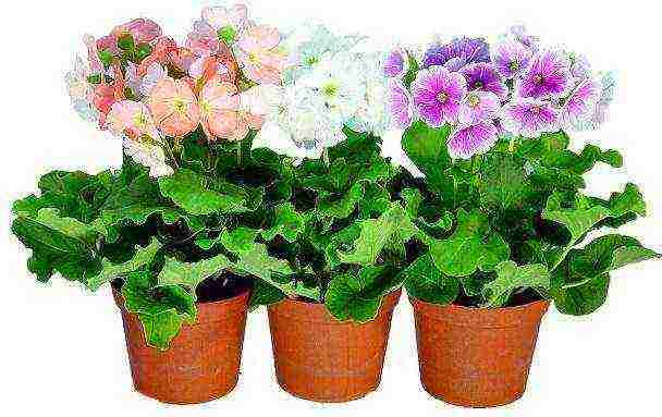 how to grow primrose at home