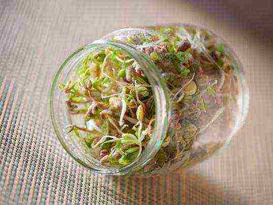 how to grow seedlings at home