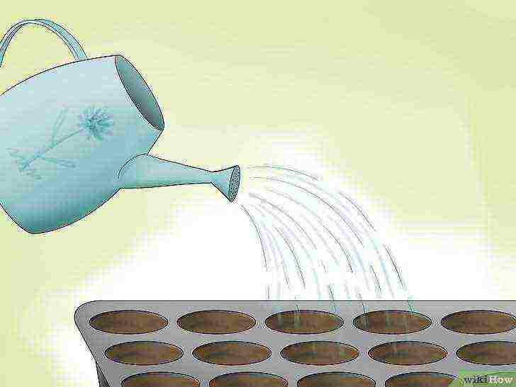 how to grow millet at home