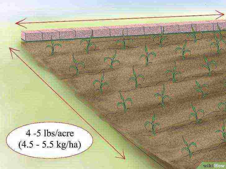 how to grow millet at home