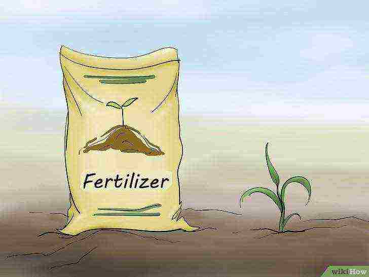 how to grow millet at home