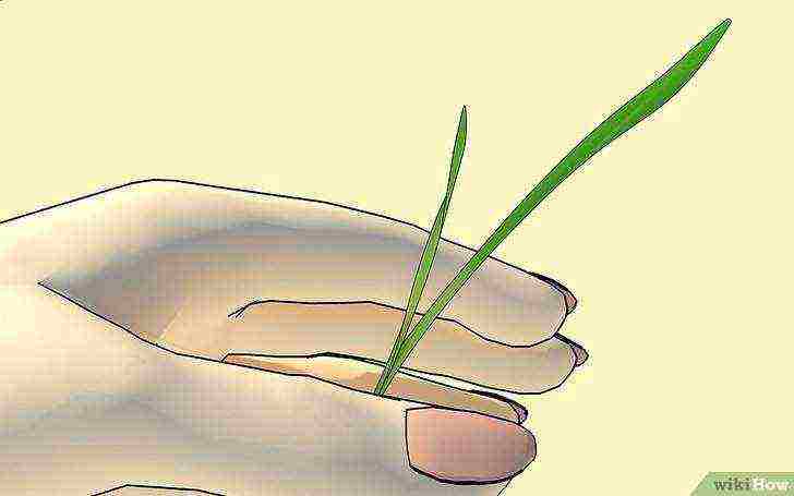 how to grow millet at home