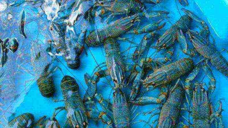 how to grow crayfish in an aquarium at home