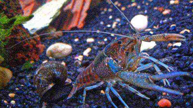 how to grow crayfish in an aquarium at home