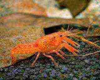 how to grow crayfish at home all year round