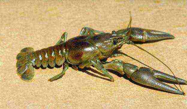 how to grow crayfish at home all year round