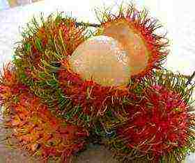 how to grow rambutan at home