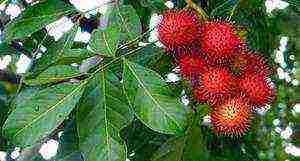 how to grow rambutan at home