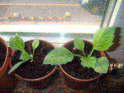 how to grow aster seedlings at home