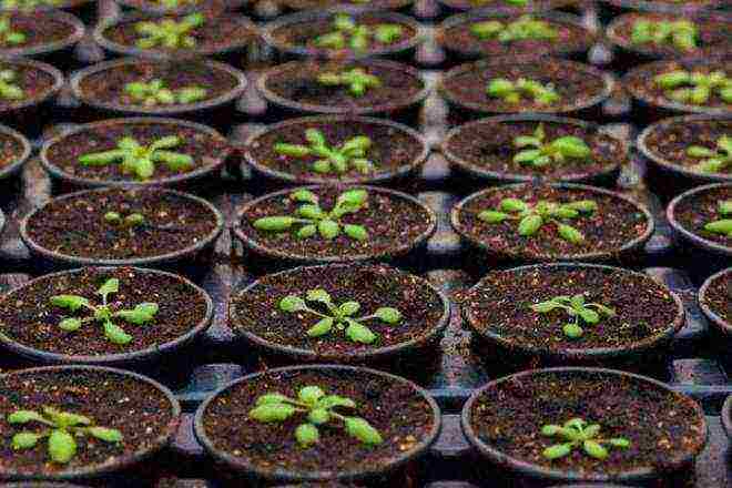 how to grow aster seedlings at home