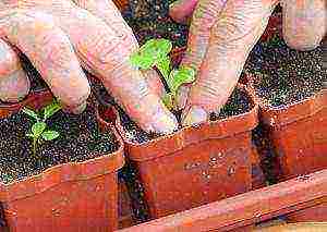 how to grow aster seedlings at home