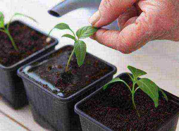 how to grow eggplant seedlings at home