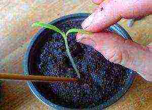 how to grow eggplant seedlings at home