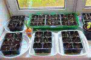 how to grow eggplant seedlings at home