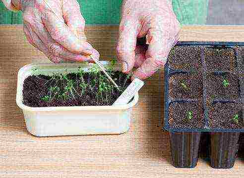 how to grow petunia seedlings at home