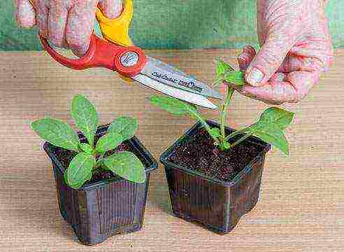 how to grow petunia seedlings at home