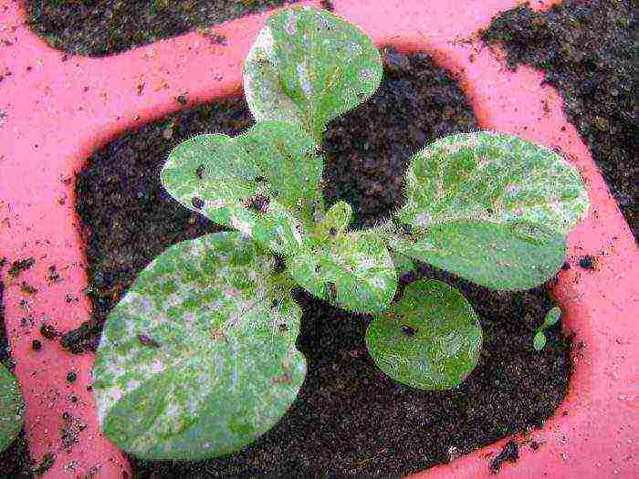 how to grow petunia seedlings at home