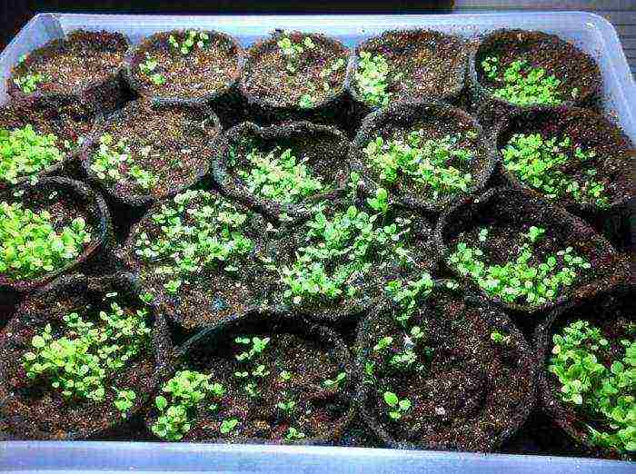 how to grow petunia seedlings at home