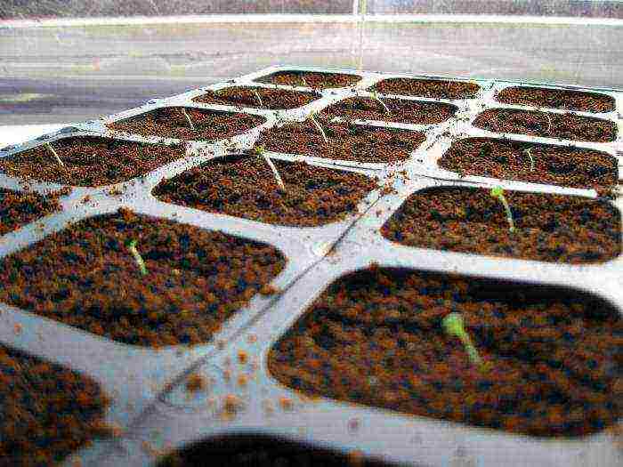 how to grow petunia seedlings at home