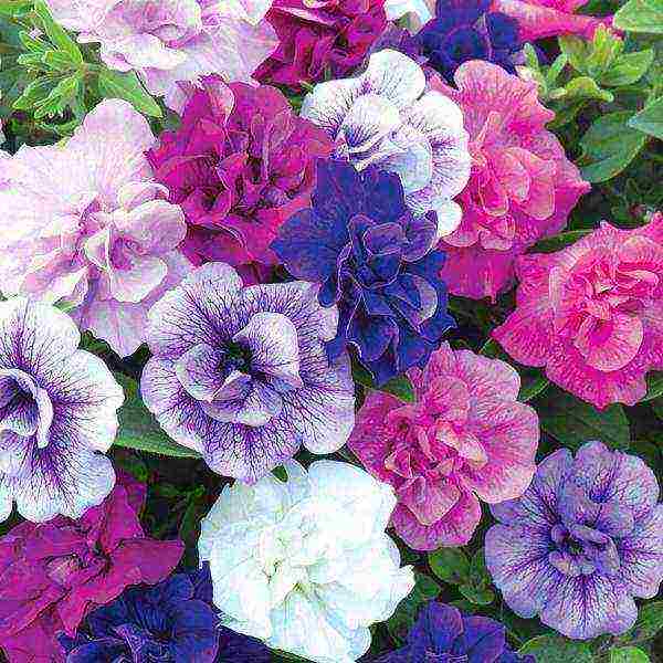 how to grow petunia seedlings at home