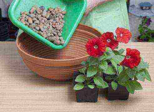 how to grow petunia seedlings at home