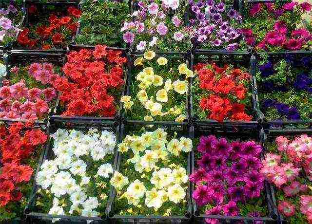 kung paano mapalago ang mga punla ng petunia sa bahay