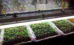 how to grow tomato seedlings at home