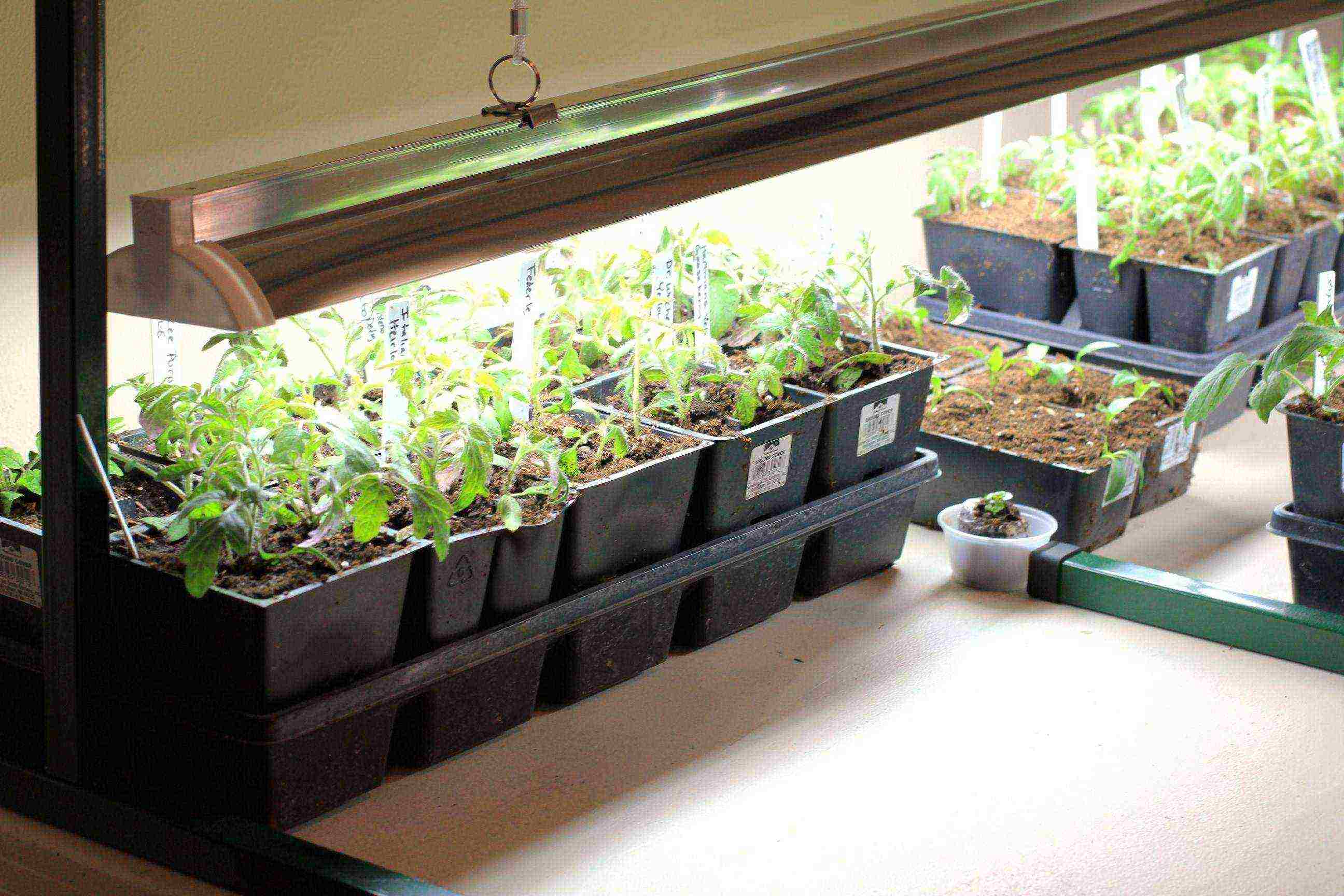 how to grow tomato seedlings at home