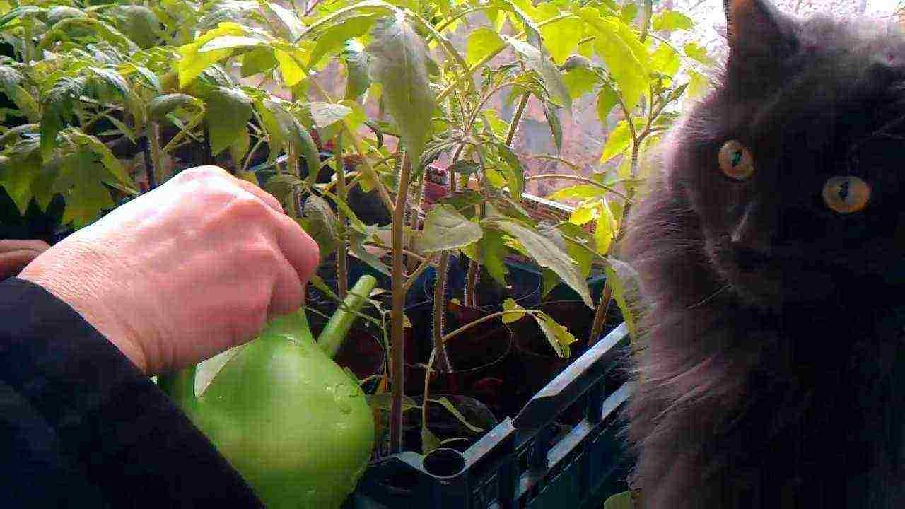 kung paano mapalago ang mga punla ng kamatis sa bahay