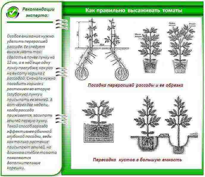 how to grow tomato seedlings at home