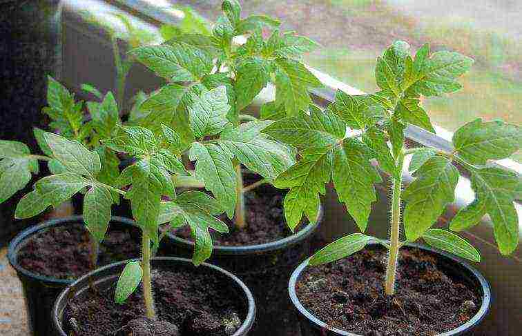 how to grow tomato seedlings at home