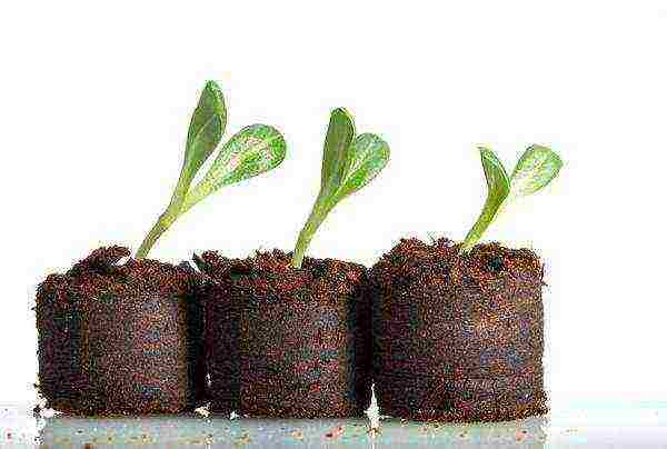 how to grow seedlings at home